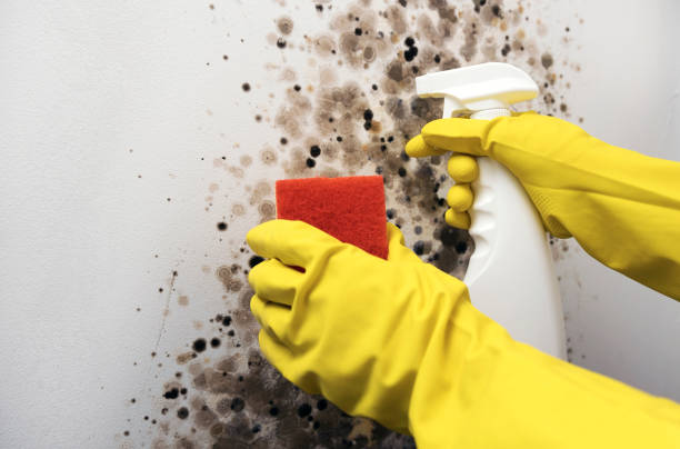 Best Attic Mold Remediation in South Carthage, TN
